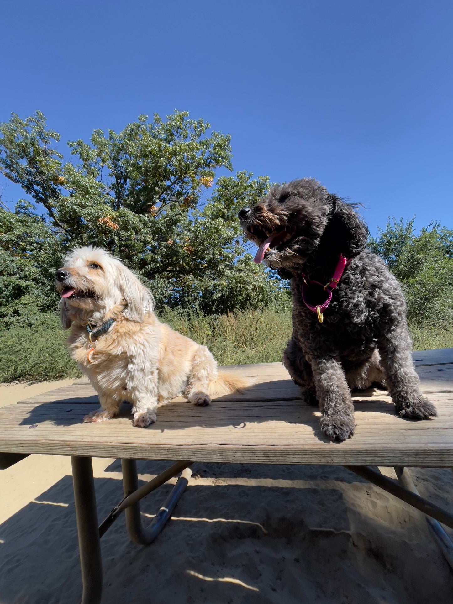 Off-Leash Adventures